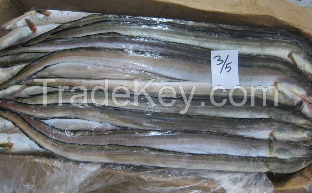 FROZEN CONGER EEL FISH