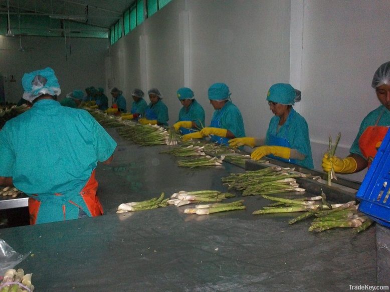 FRESH GREEN ASPARAGUS