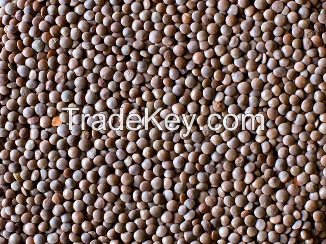 Organic red lentils