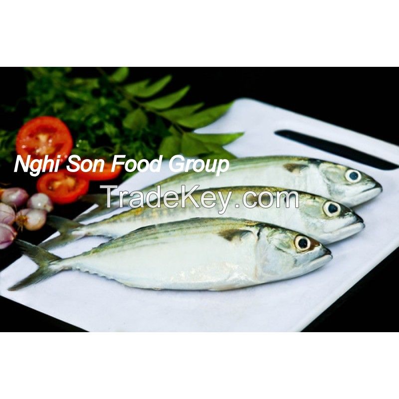 Indian Mackerel