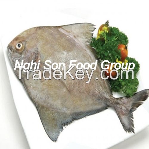 Black Pomfret