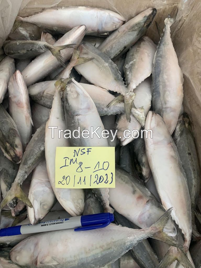 Frozen indian mackerel (Stock available)