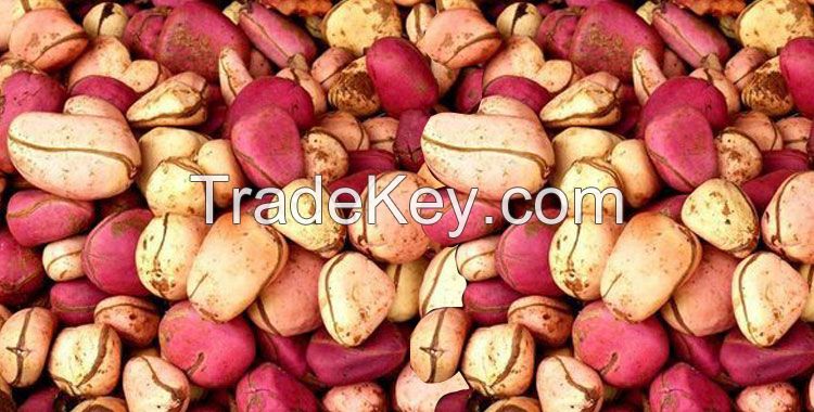 KOLA NUTS from Nigeria