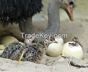 xx FRESH LAID OSTRICH AND PARROTS EGGS AND THEIR CHICKS AVAILABLE FOR SALE