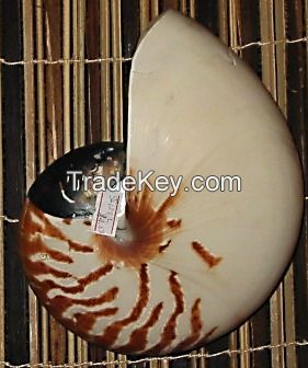 Collector's Item Seashells and Specimens