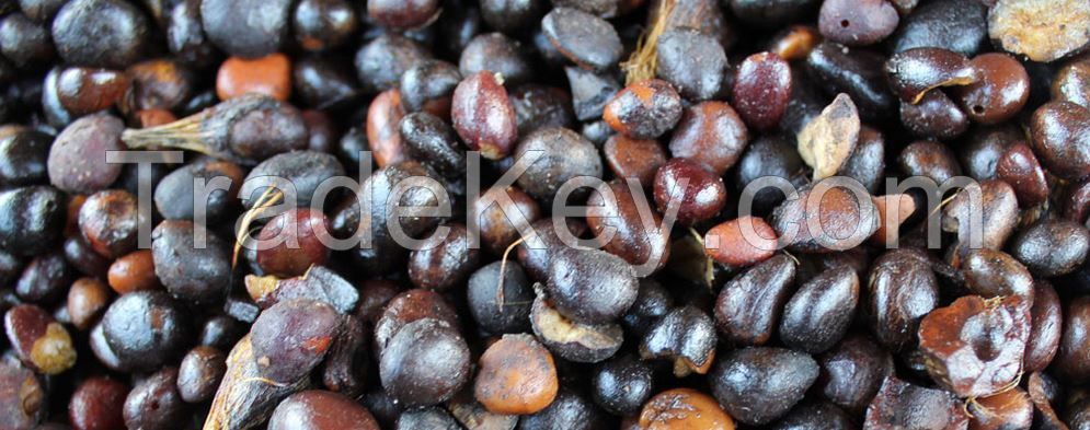 Palm Kernel