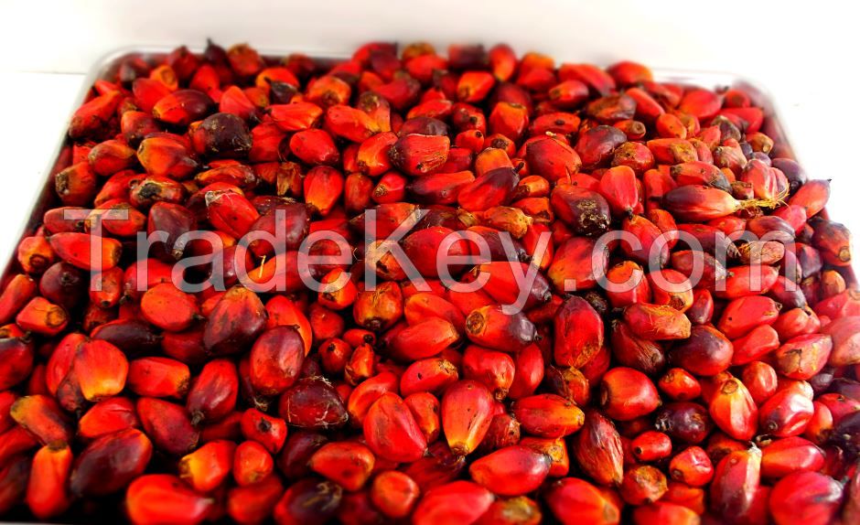 Palm Kernel