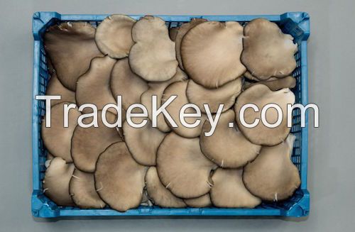 Fresh Mushrooms from Poland