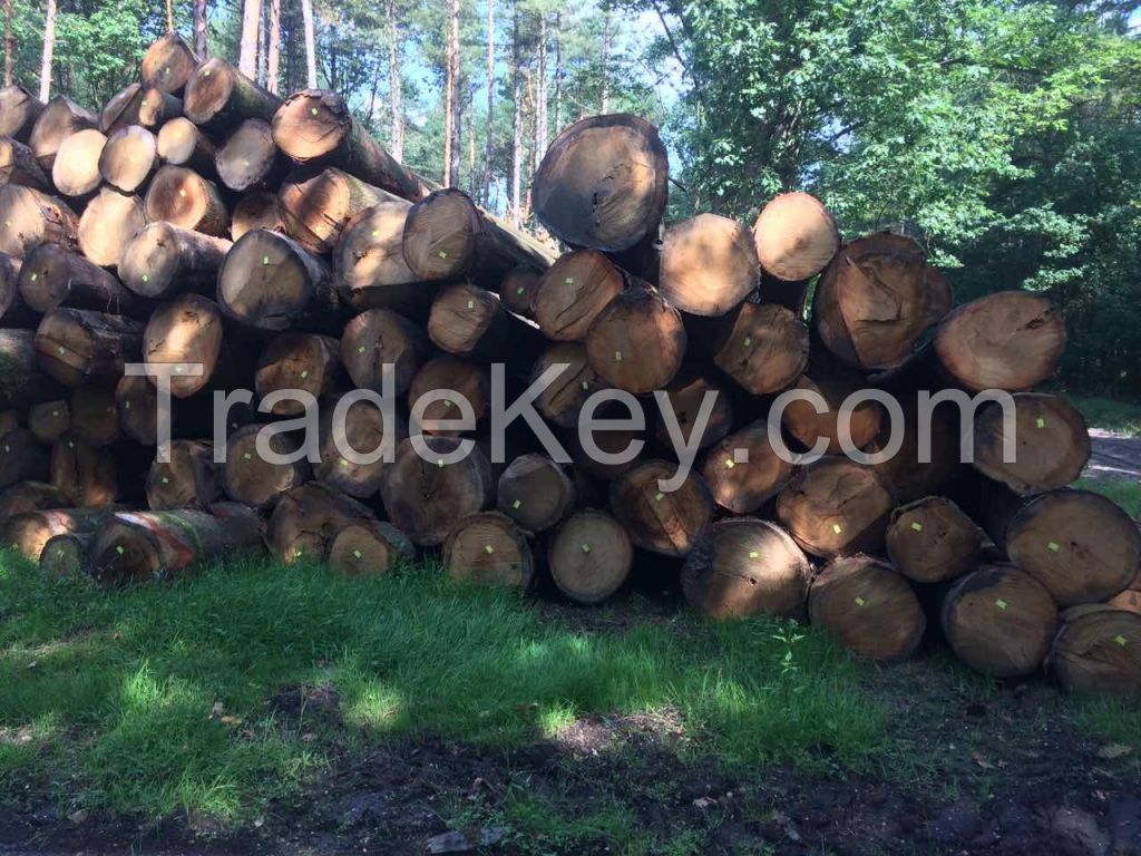 European oak logs