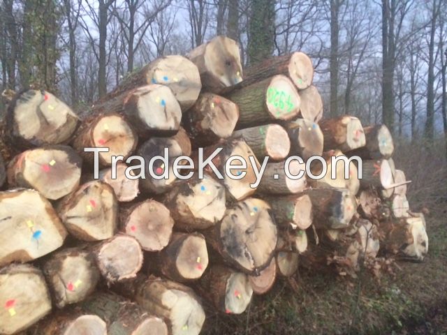 European oak logs