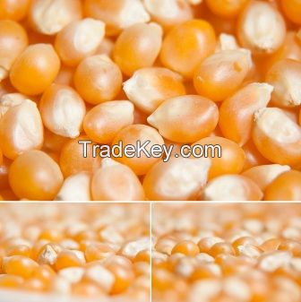 Kernel Corn