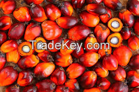 Palm Nuts, Palm Fruit