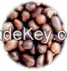 Palm Kernel Nuts