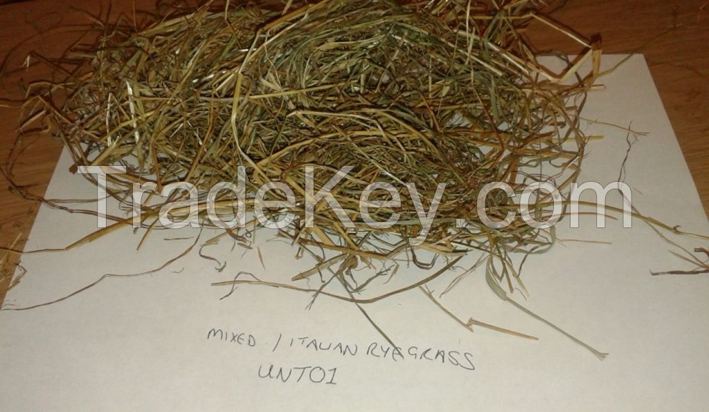 Italian Ryegrass