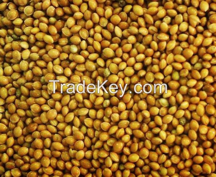 Yellow millet