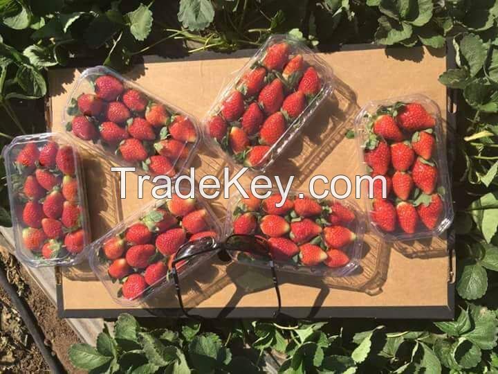 fresh strawberries