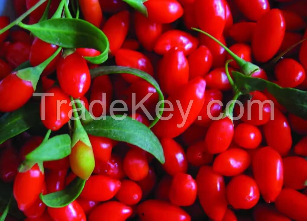 Organic Goji Berries