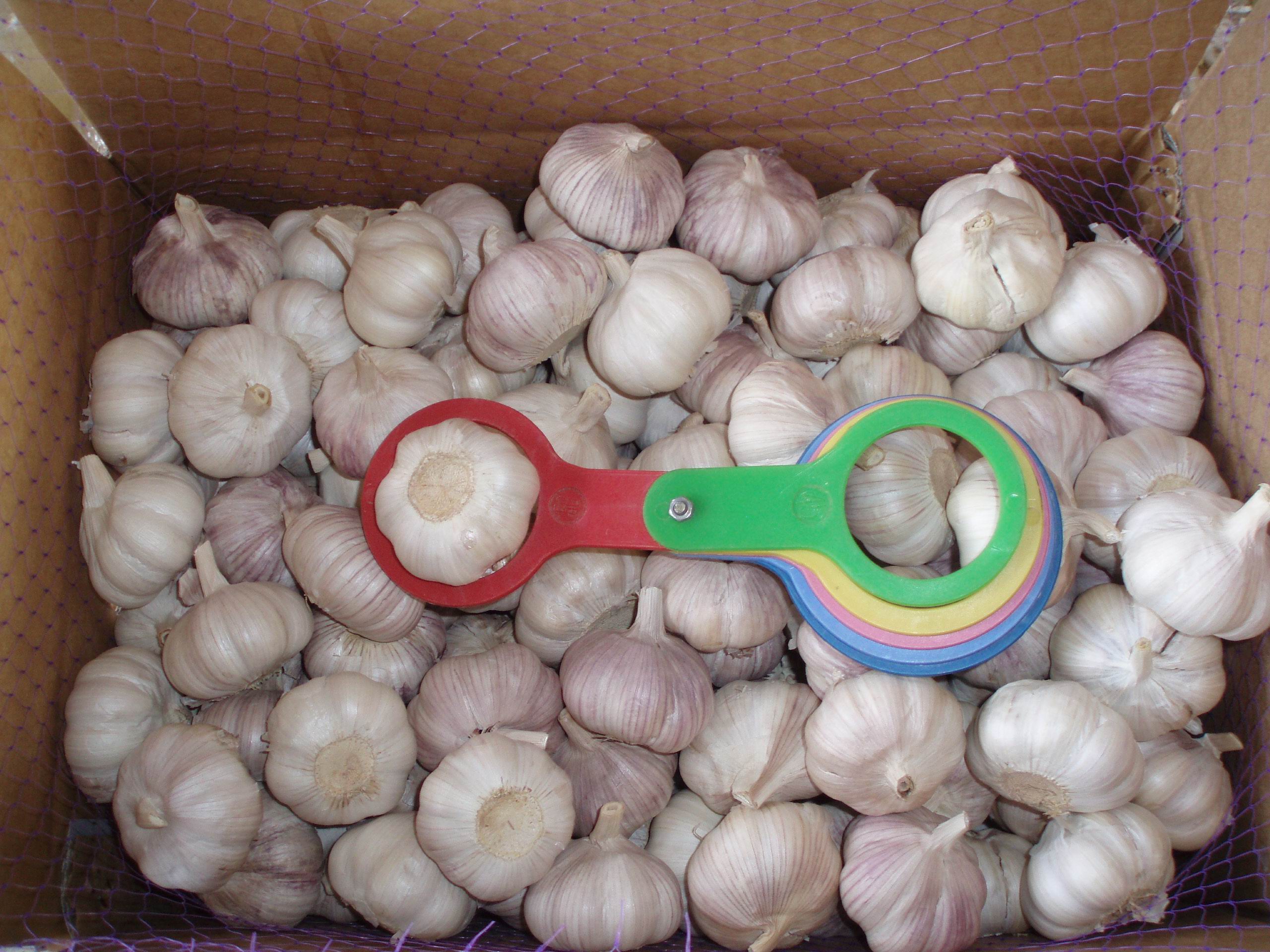 Chinese Garlic