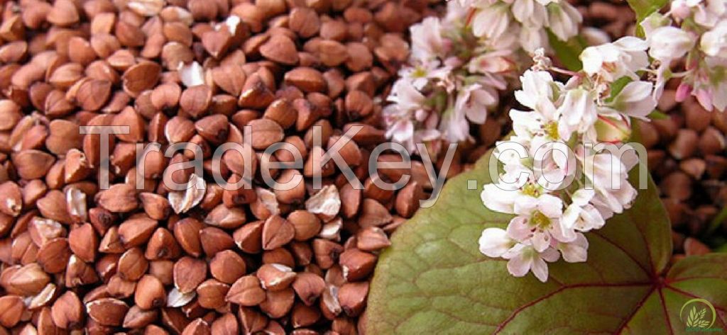 BUCKWHEAT (1,2,3 class)