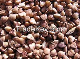 BUCKWHEAT (1,2,3 class)