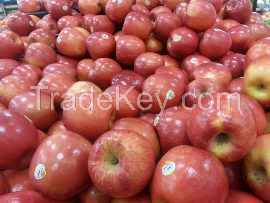 Fuji Apple,Fresh Golden delicious apple,Gala apple