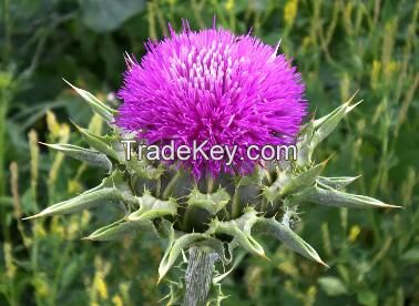 Milk Thistle Extract/ Silymarin