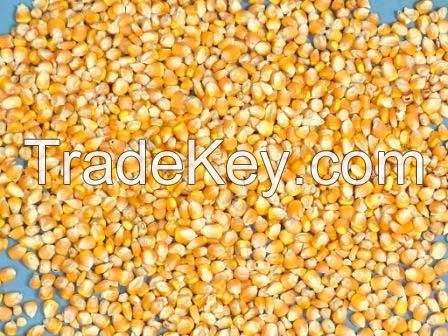 Yellow Maize