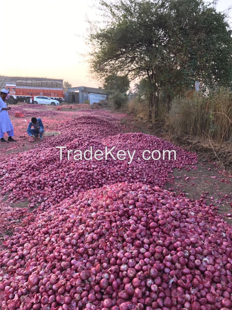 Exporter of High Quality Onion