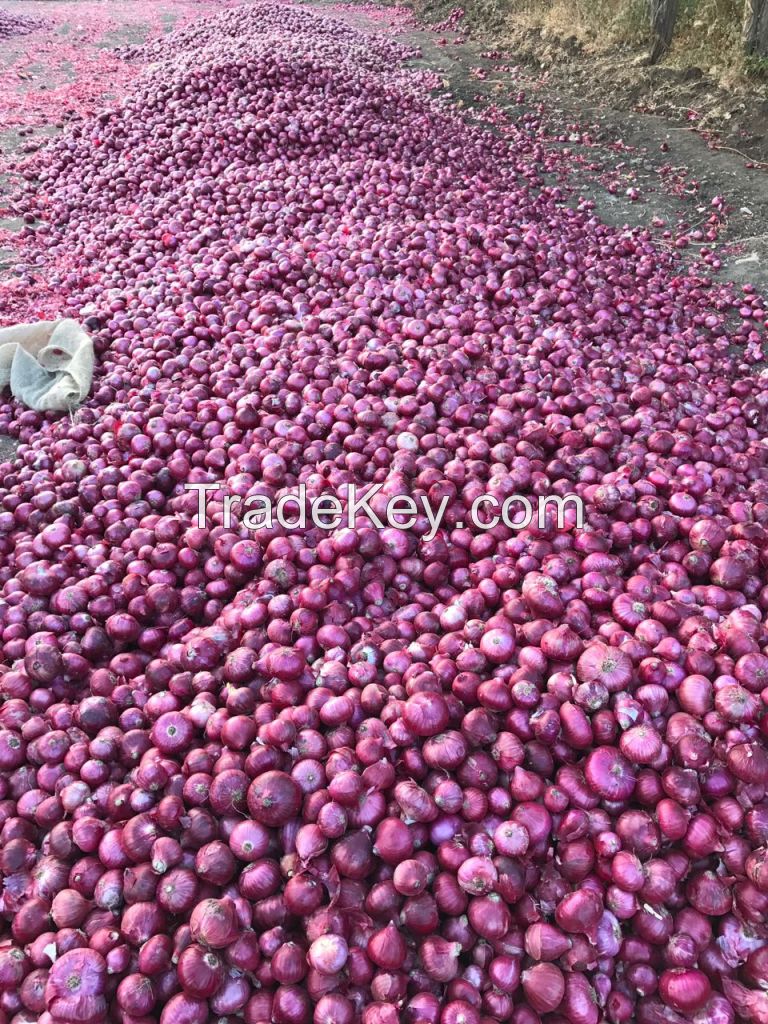 Exporter of High Quality Onion