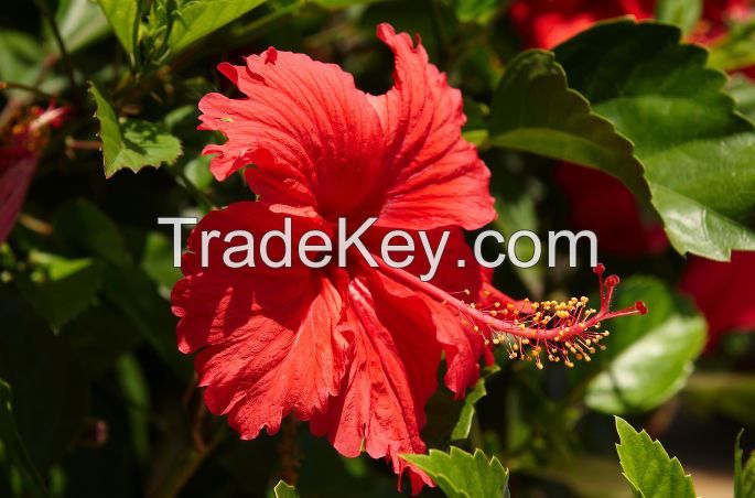 Hibiscus Flower