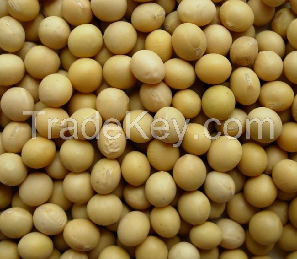 Soya Beans