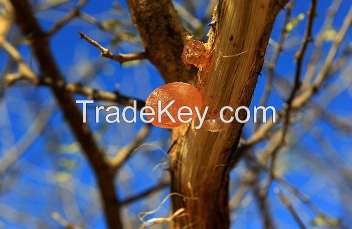 Gum Arabic