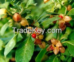 Ashwagandha Extract