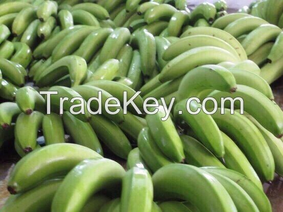 Vietnam Cavendish banana