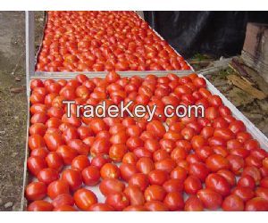 Canned Tomato Paste Sachet Tomato Paste  Tomato Sauce Tomato Puree Tomato Ketchup