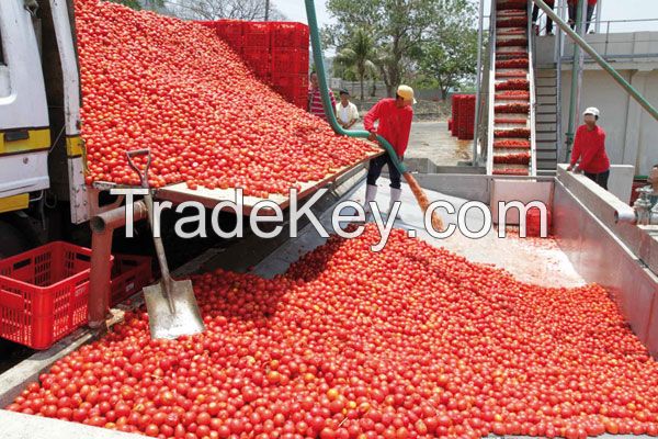 Canned Tomato Paste Sachet Tomato Paste  Tomato Sauce Tomato Puree Tomato Ketchup