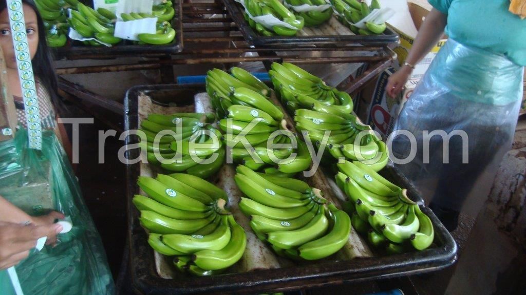 Fresh Green Cavendish Bananas Class A