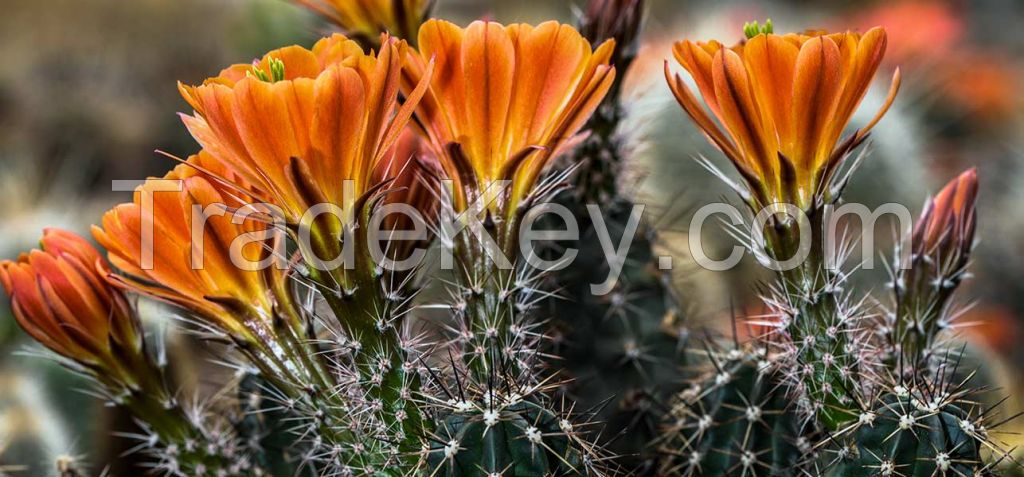 Cactus Flowers