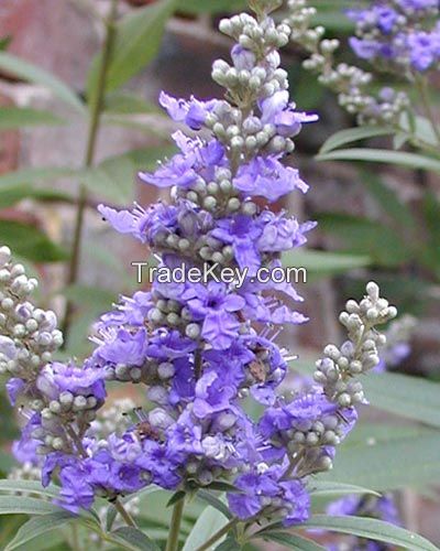 Chaste Tree Berries (Vitex Agnus-castus)