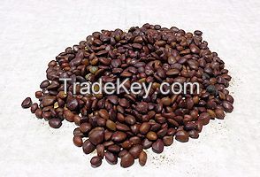 Carob Seeds