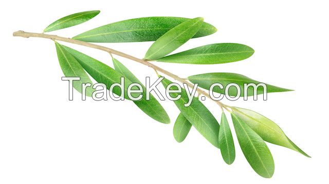 Olive Leaves