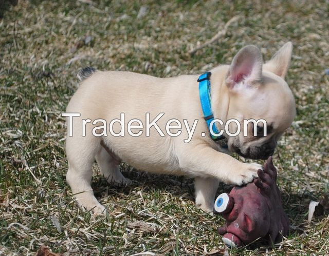 French bull puppies for sale