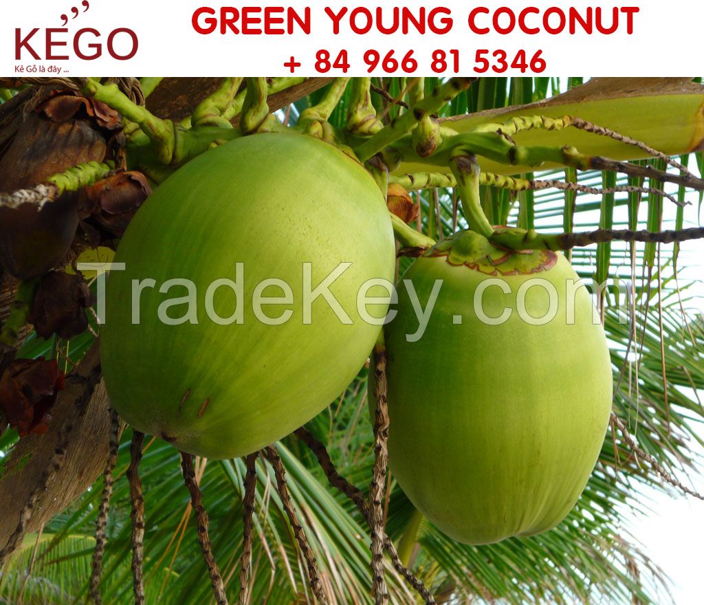 New Crop Green Young Coconut For Sale