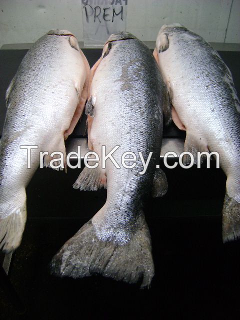 Salmon Fish