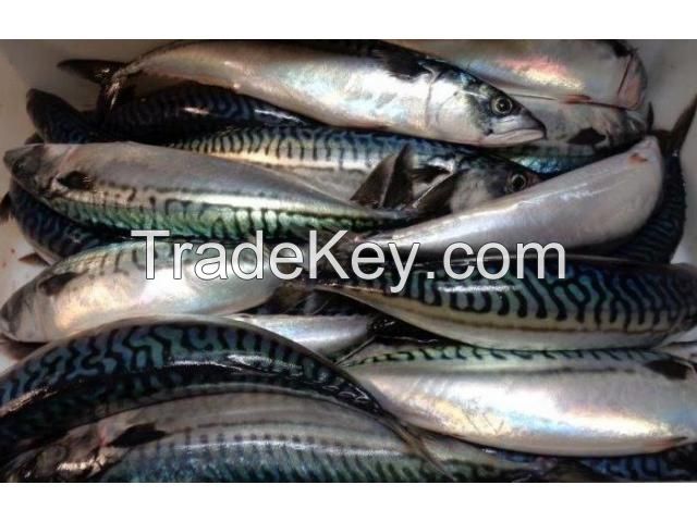 Mackerel whole round /HGT