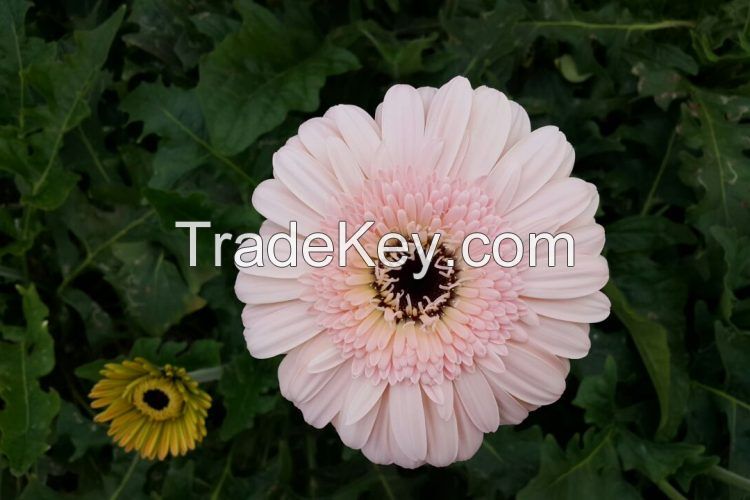 Carnations, Gerbera, Lisianthus &amp;amp;Gypso