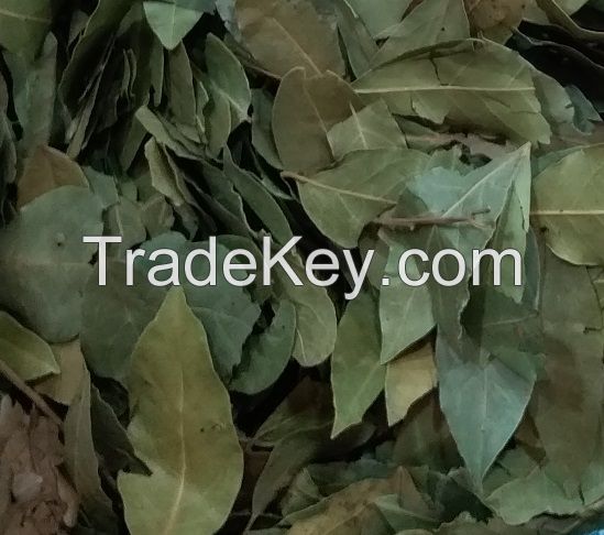 Bay Leaves