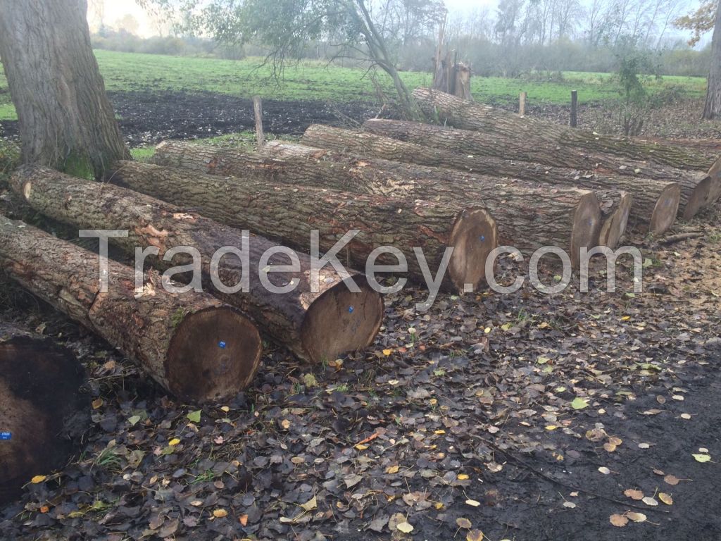 German Poplar Round Logs