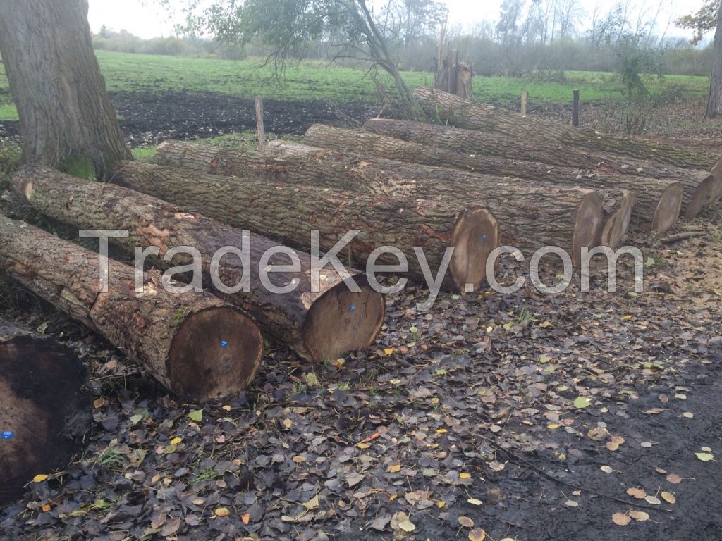 German Poplar Round Logs