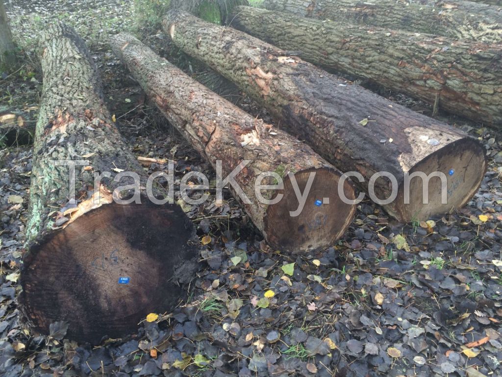 German Poplar Round Logs